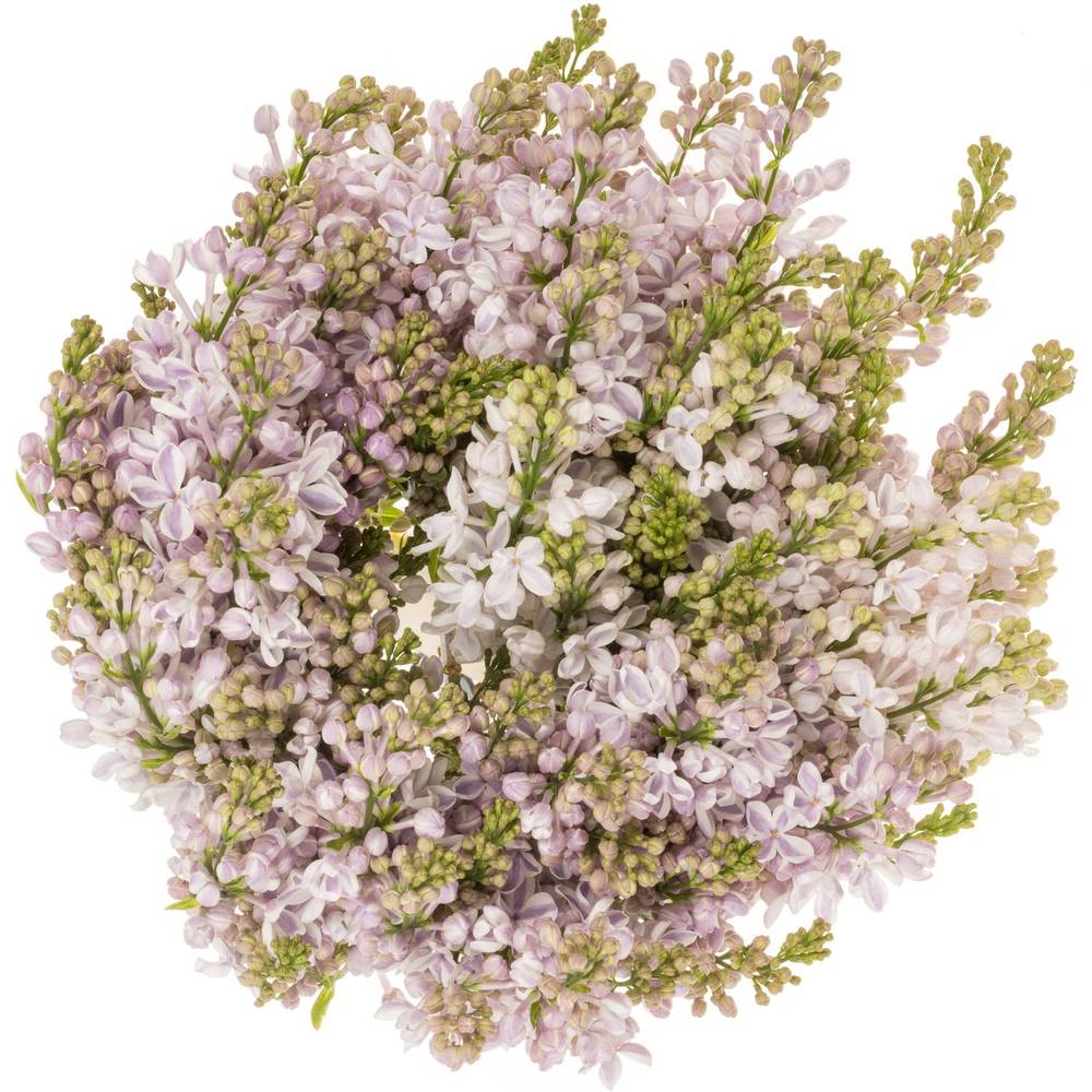 Flieder milka/rosa Wonder 4 Kopf 50cm