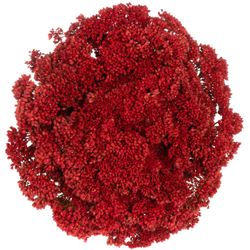 Sedum rot gefärbt 50cm