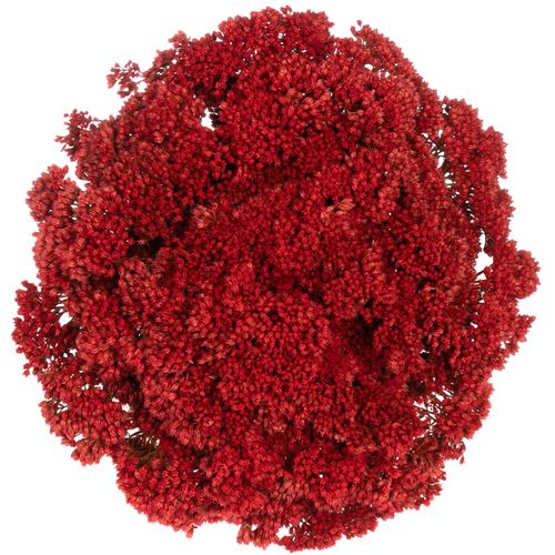 Sedum rot gefärbt 50cm