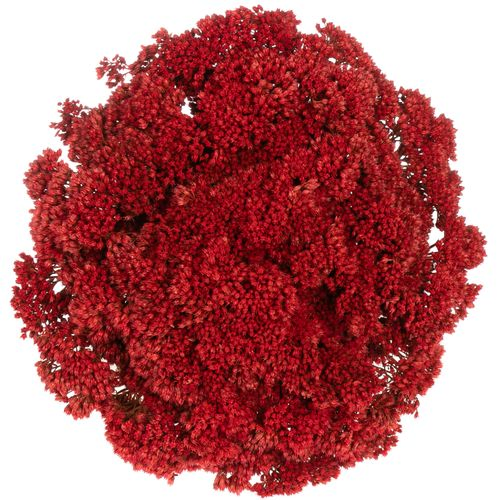 Sedum rot gefärbt 50cm