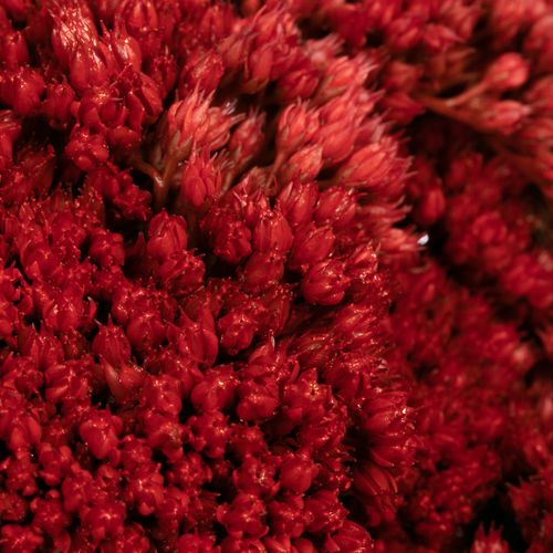 Sedum rot gefärbt 50cm