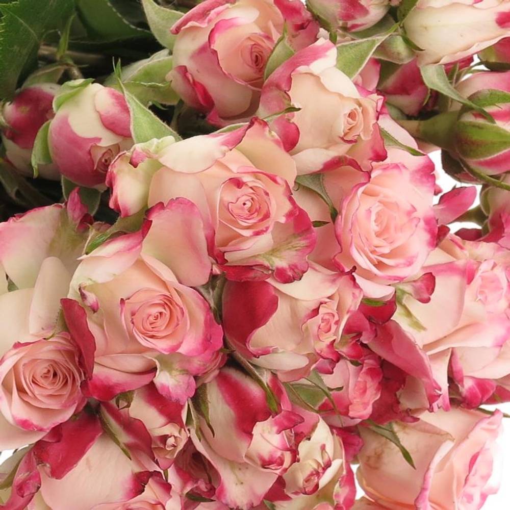 Rose verzweigt creme/rosa Reflex 4+Blüte 40cm