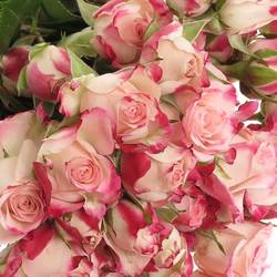 Rose verzweigt creme/rosa Reflex 4+Blüte 40cm