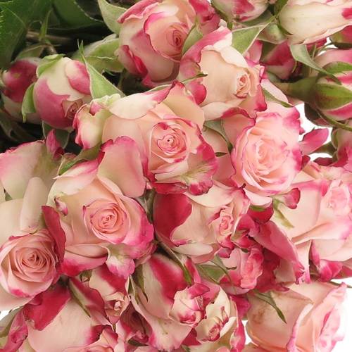 Rose verzweigt creme/rosa Reflex 4+Blüte 40cm