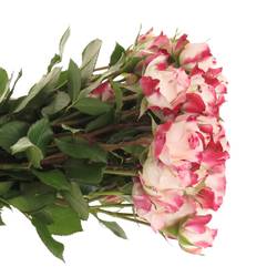 Rose verzweigt creme/rosa Reflex 4+Blüte 40cm