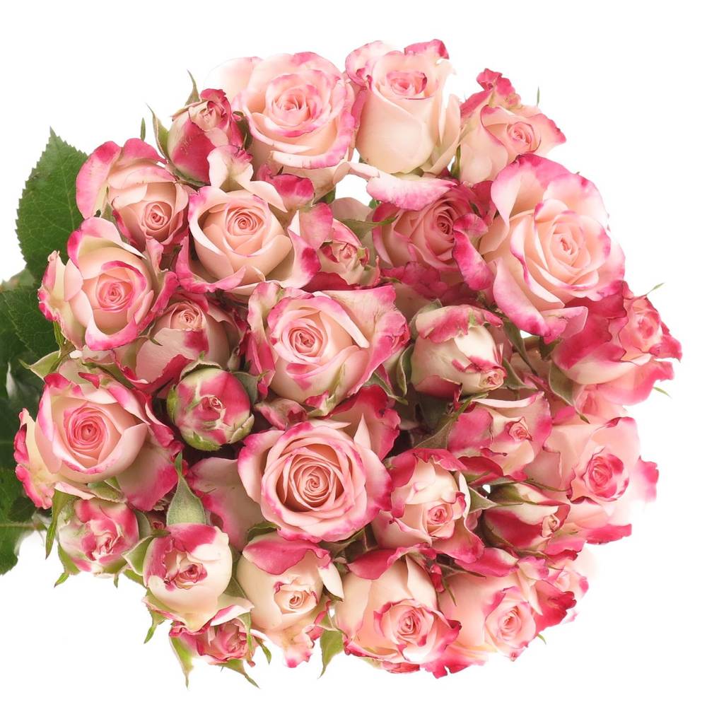 Rose verzweigt creme/rosa Reflex 4+Blüte 40cm