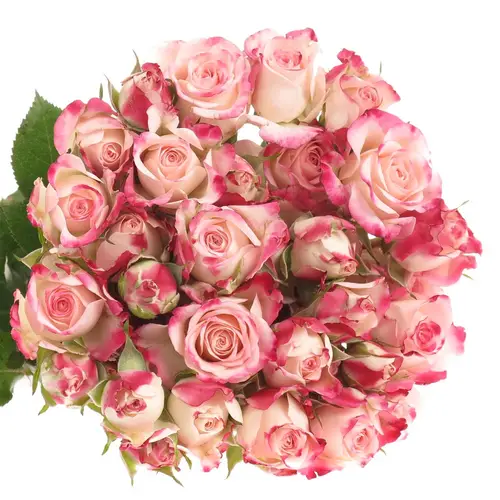 Rose verzweigt creme/rosa Reflex 4+Blüte 40cm