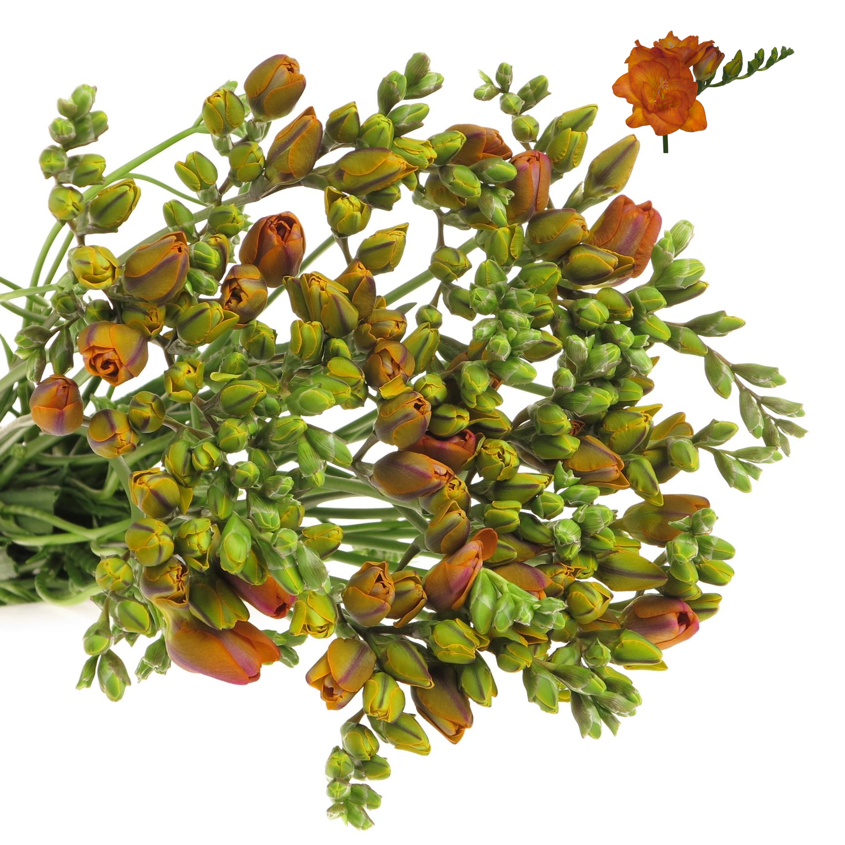 Freesie orange gefüllt Clementine 28 Gramm