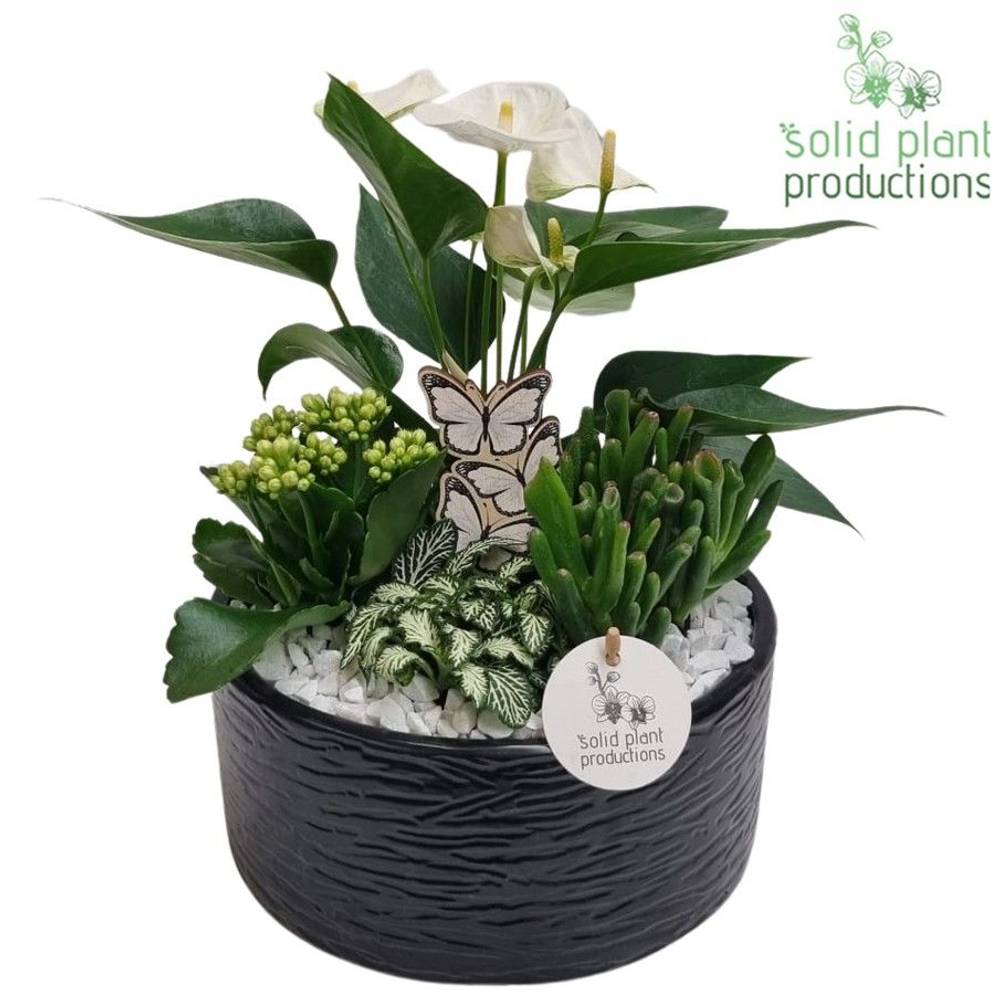 Anth.Arr AT004 Stella schwarz T22 H042