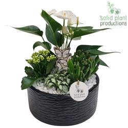 Anth.Arr AT004 Stella schwarz T22 H042