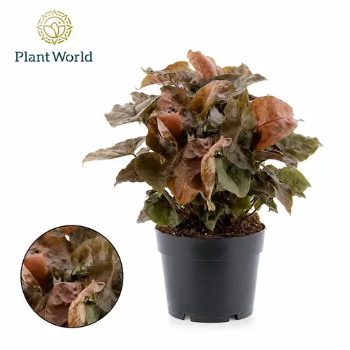 Syngonium Maria Feel Green T14 H030