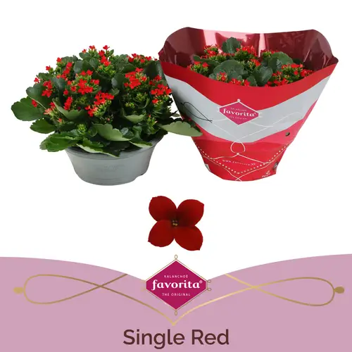 Kal.Schale Einfachbl. rot T23 H27