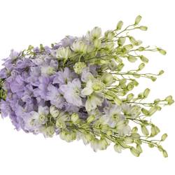 Delphinium milka lavendel Dewi Impress 100cm