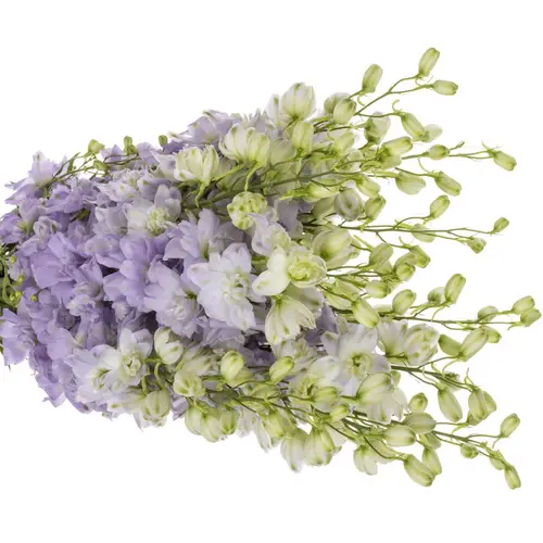 Delphinium milka lavendel Dewi Impress 100cm