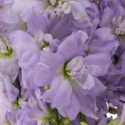 Delphinium milka lavendel Dewi Impress 100cm