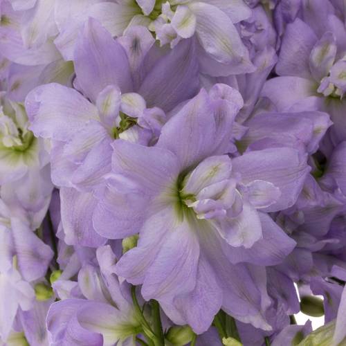 Delphinium milka lavendel Dewi Impress 100cm