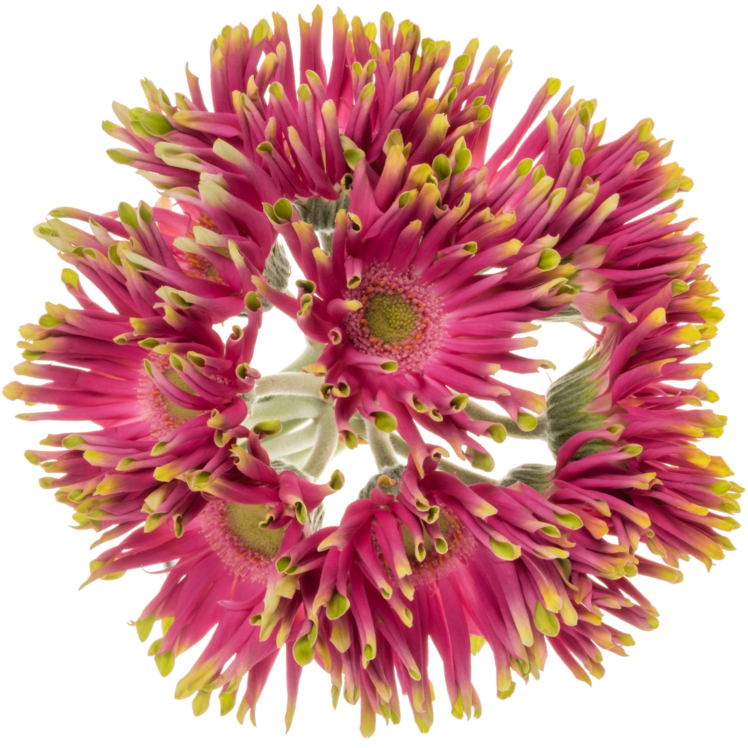 Gerbera fuchsia/grün Pastini Milazzo Bund