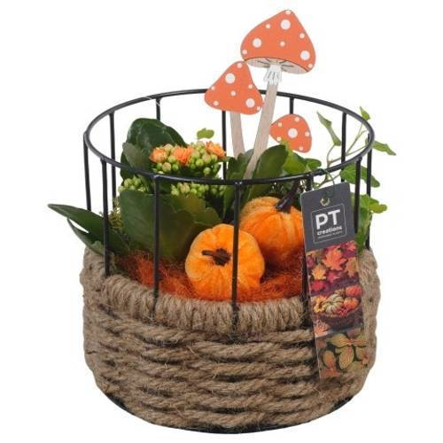 Kal.Arr PTHI5443 Herbst T17 H021