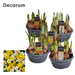Narcis 7er mix 3/5Srt Schale T16 H20 