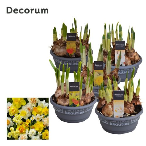 Narcis 7er mix 3/5Srt Schale T16 H20 