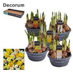 Narzisse 7er mix 3/5Srt Schale T16 H015