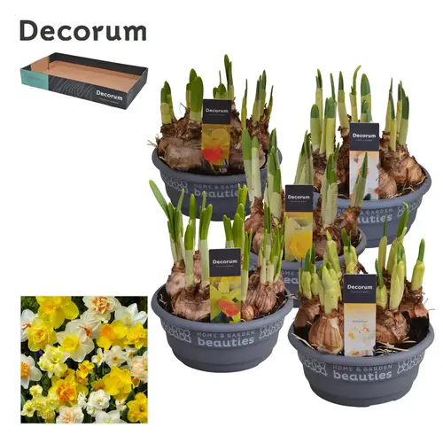 Narzisse 7er mix 3/5Srt Schale T16 H015