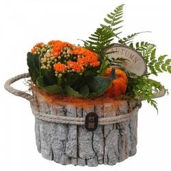 Kal.Arr PTHI3336 Herbst T17 H019