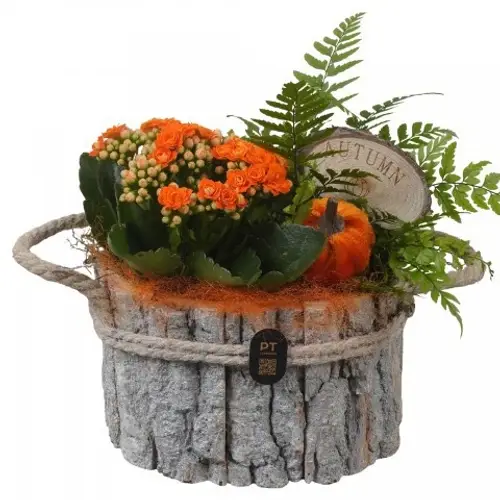 Kal.Arr PTHI3336 Herbst T17 H019