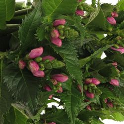 Chelone rosa 70cm