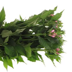 Chelone rosa 70cm