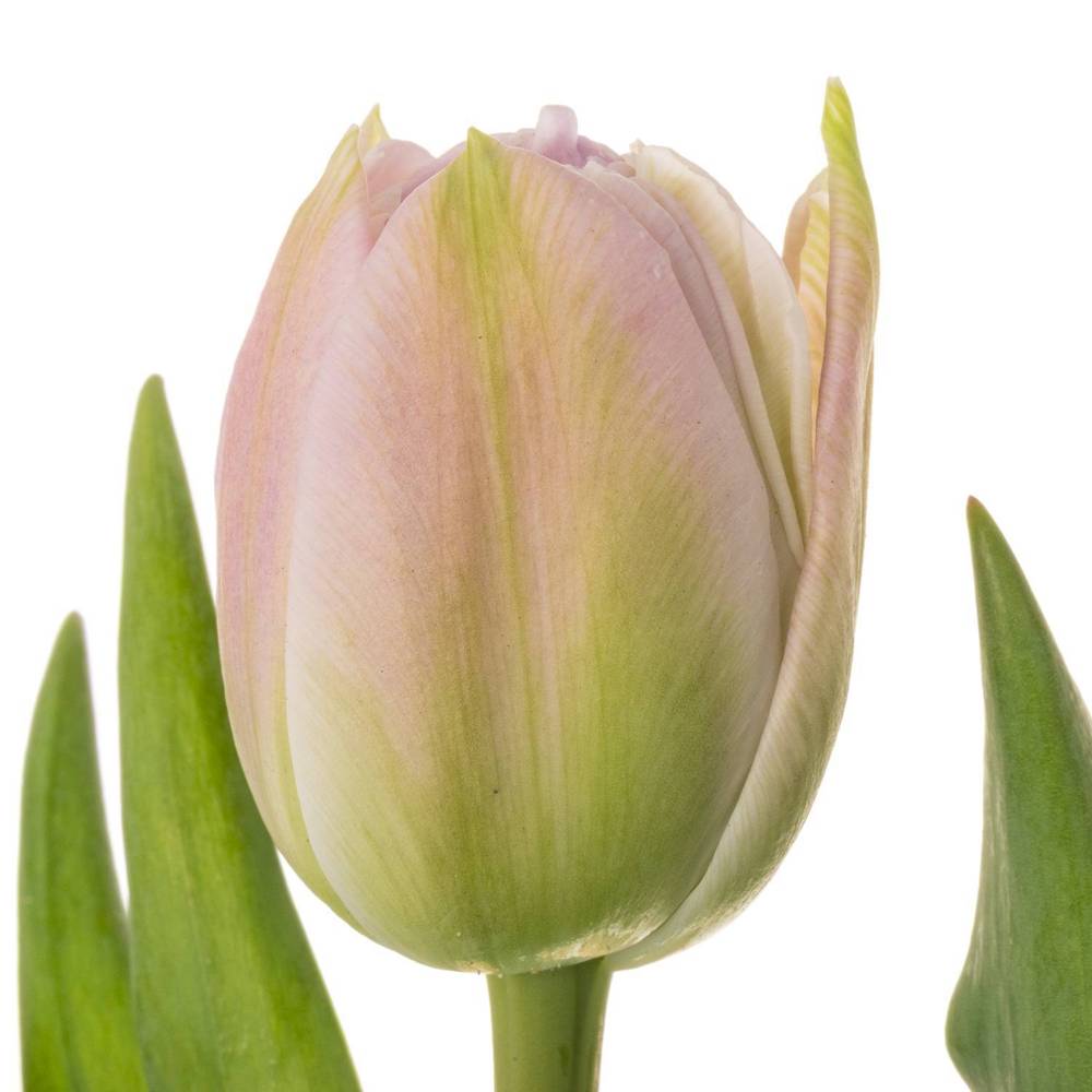 Tulpe lila/pink doppel Hashtag 40 Gram