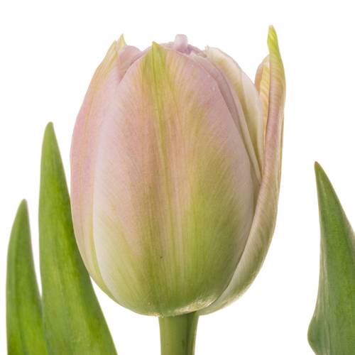 Tulpe lila/pink doppel Hashtag 40 Gram