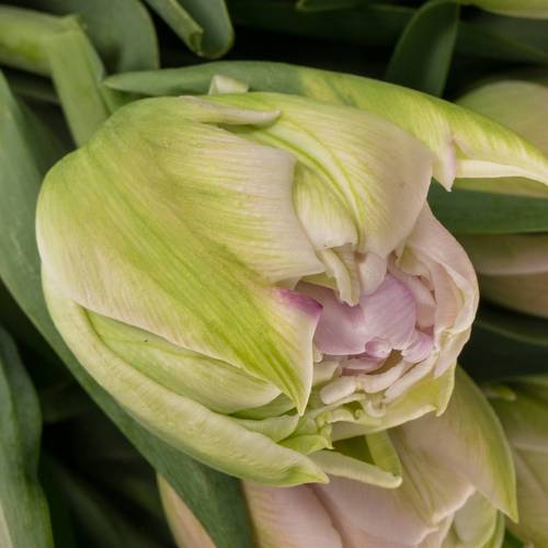 Tulpe lila/pink doppel Hashtag 40 Gram