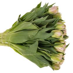 Tulpe lila/pink doppel Hashtag 40 Gram