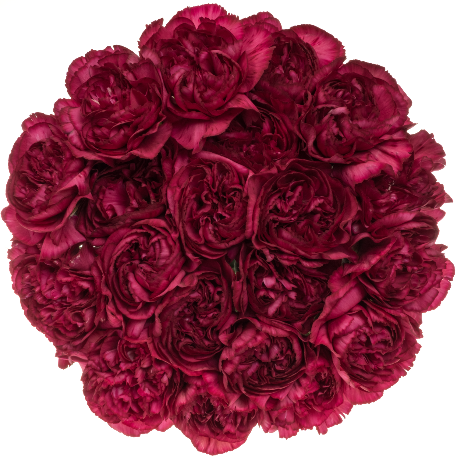 Nelke dunkel rosa/rosa Riviera 65cm
