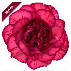 Nelke rosa/dunkel rosa Riviera 65cm