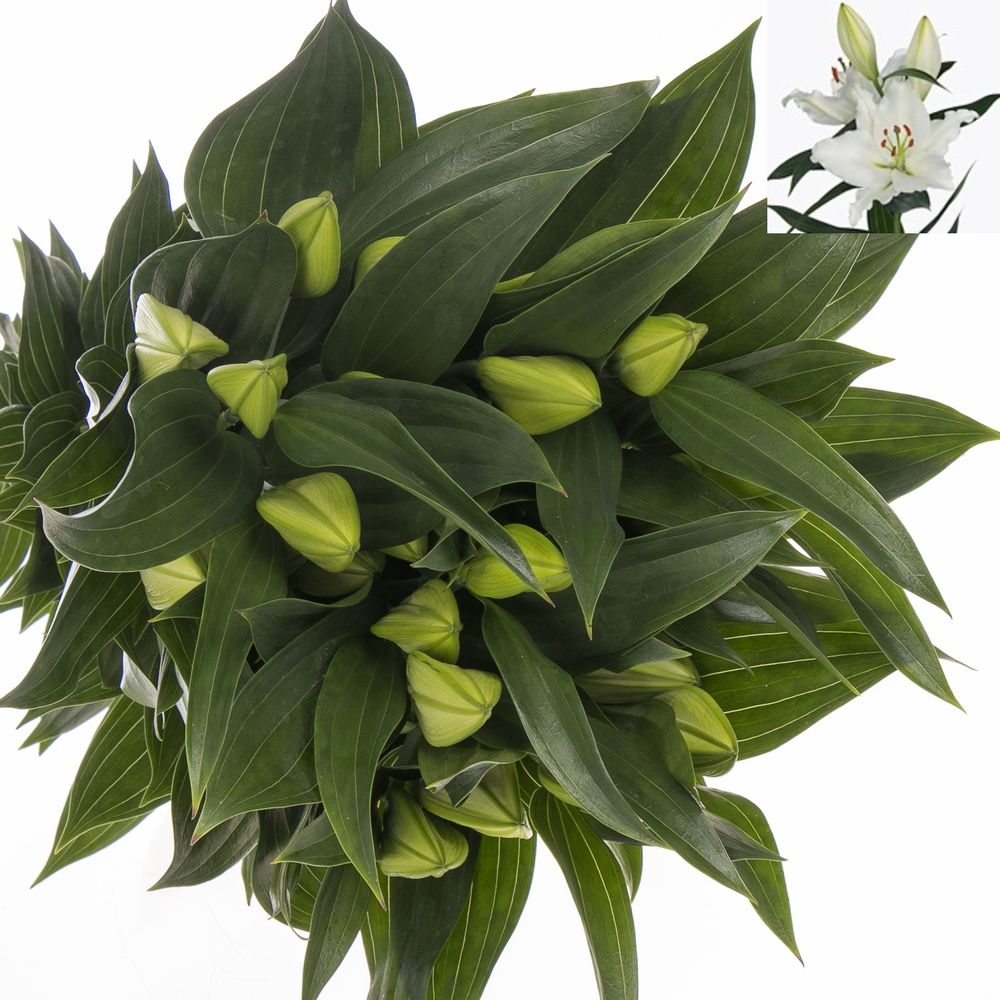 Lilie orientalisch weiss River 4+Blüte 80cm