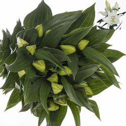 Lilie orientalisch weiss River 4+Blüte 80cm