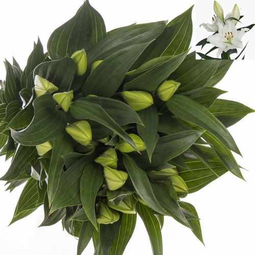 Lilie orientalisch weiss River 4+Blüte 80cm
