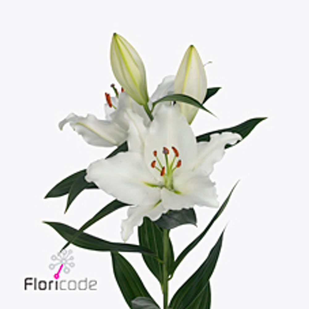 Lilie orientalisch weiss River 4+Blüte 80cm