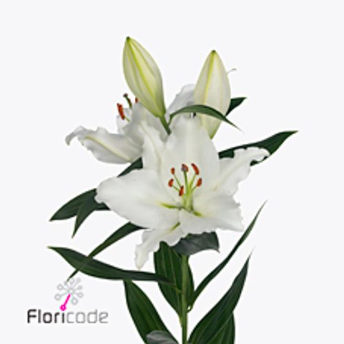 Lilie orientalisch weiss River 4+Blüte 80cm