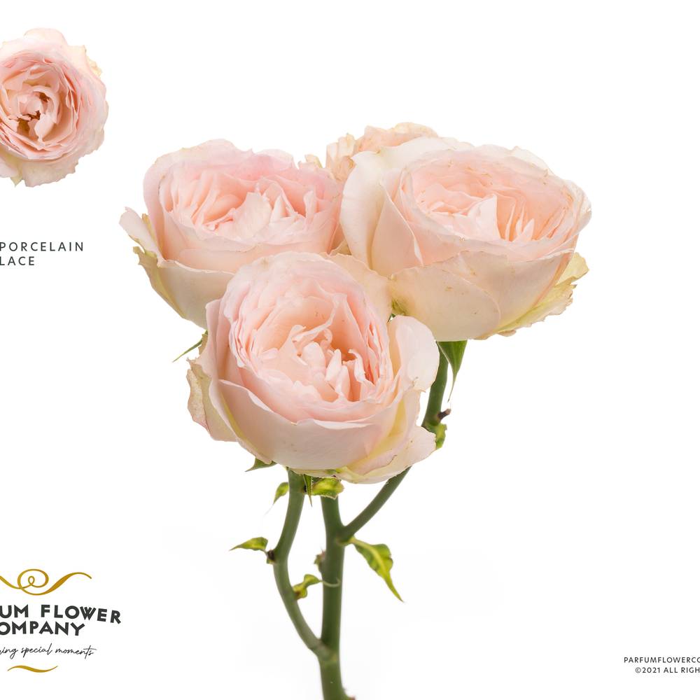 Rose verzweigt hell rosa Porcelain Lace 50cm