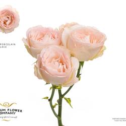 Rose verzweigt hell rosa Porcelain Lace 50cm