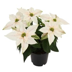 Princettia weiss Pure T10,5 H25