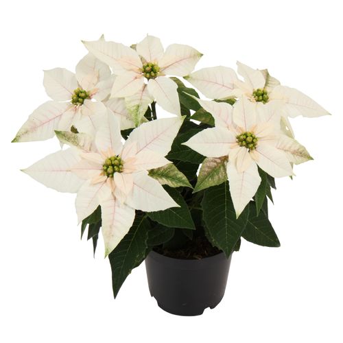 Princettia weiss Pure T10,5 H25