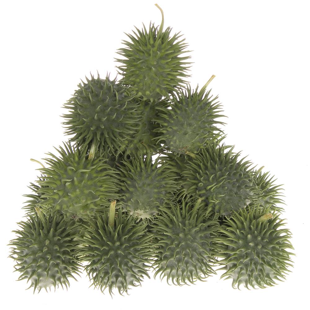 Cucumis Hirsutus Egel X20