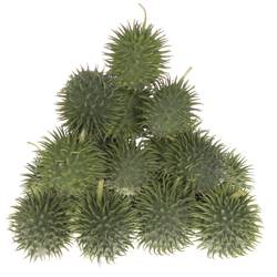 Cucumis Hirsutus Egel X20
