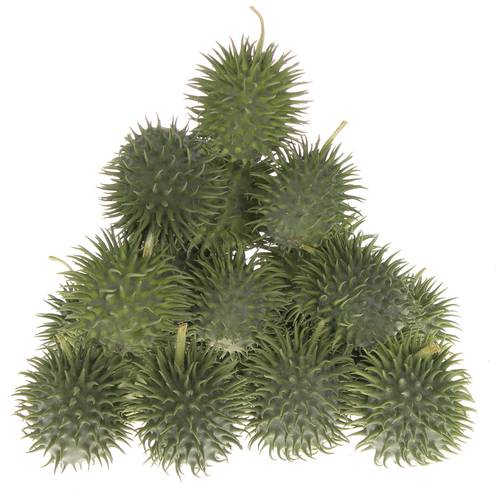 Cucumis Hirsutus Egel X20