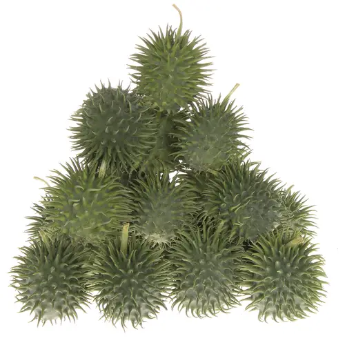 Cucumis Hirsutus Egel X20