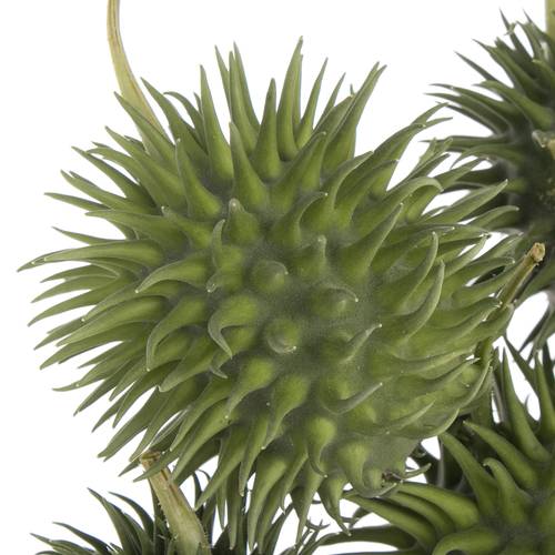 Cucumis Hirsutus Egel X20